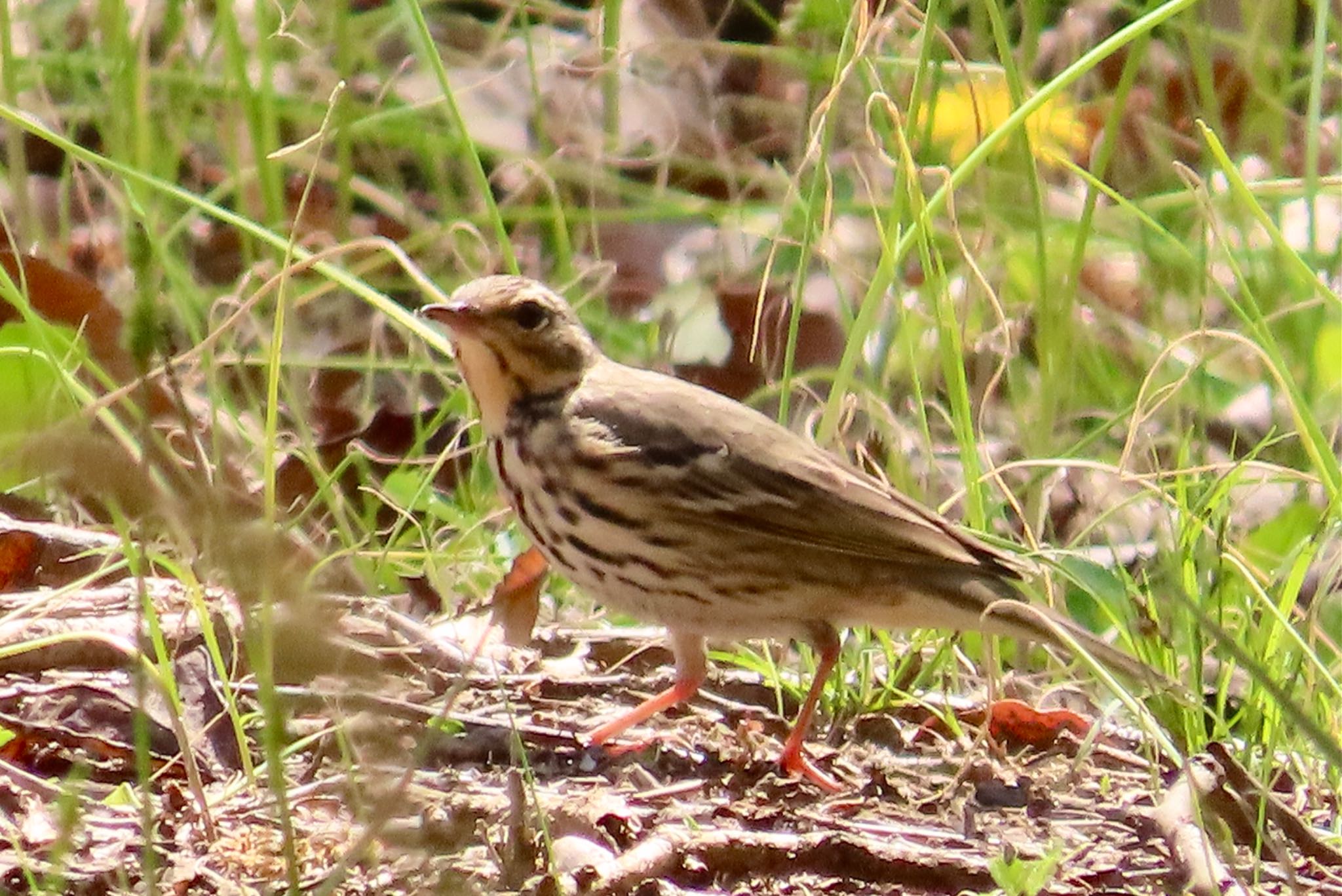 Photo of Olive-backed Pipit at 花島公園 by KozBird