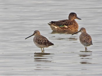 Long-billed Dowitcher Isanuma Sat, 3/30/2024