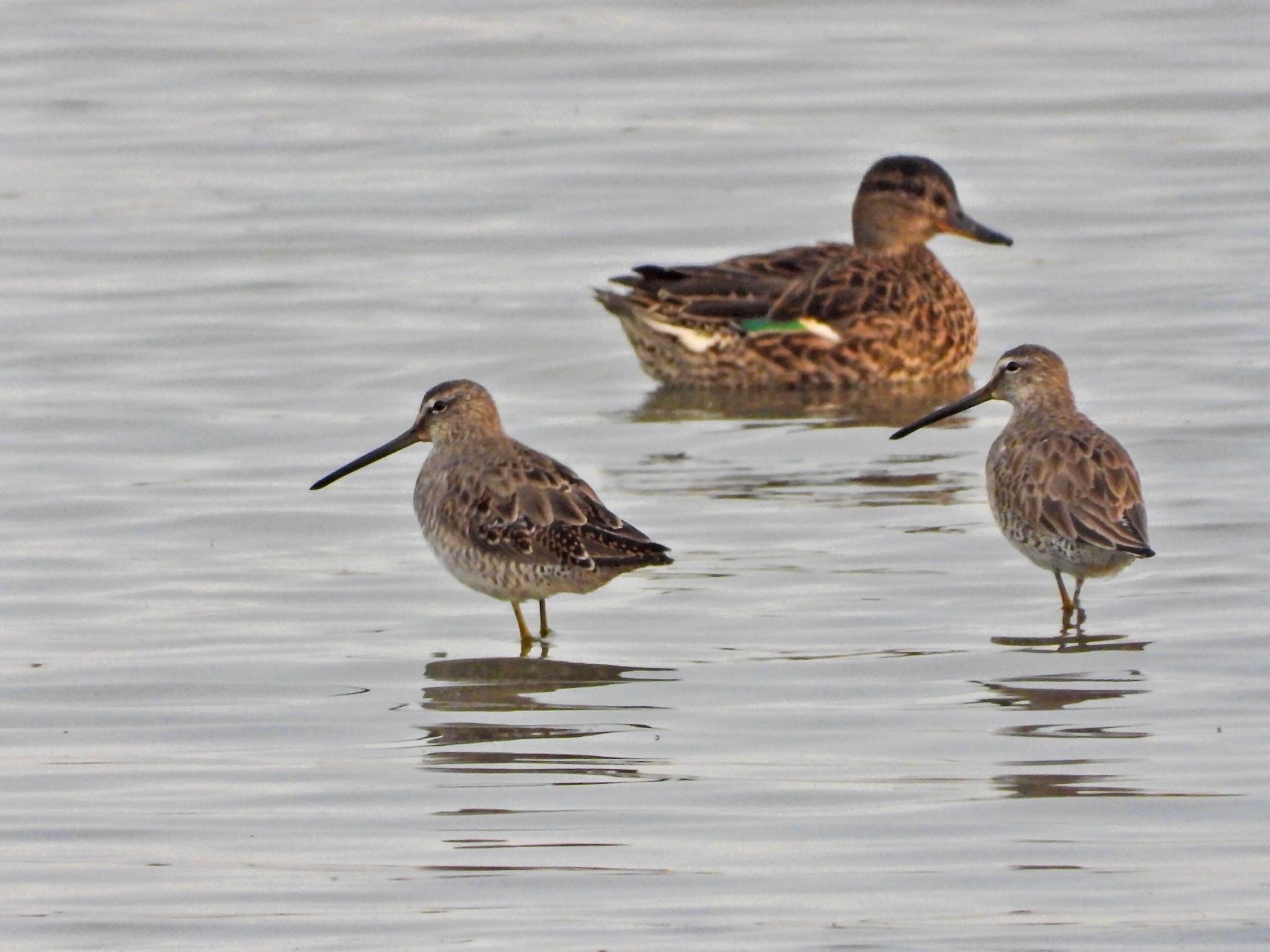 Long-billed Dowitcher