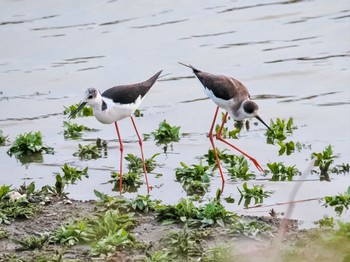 Black-winged Stilt Isanuma Sat, 3/30/2024