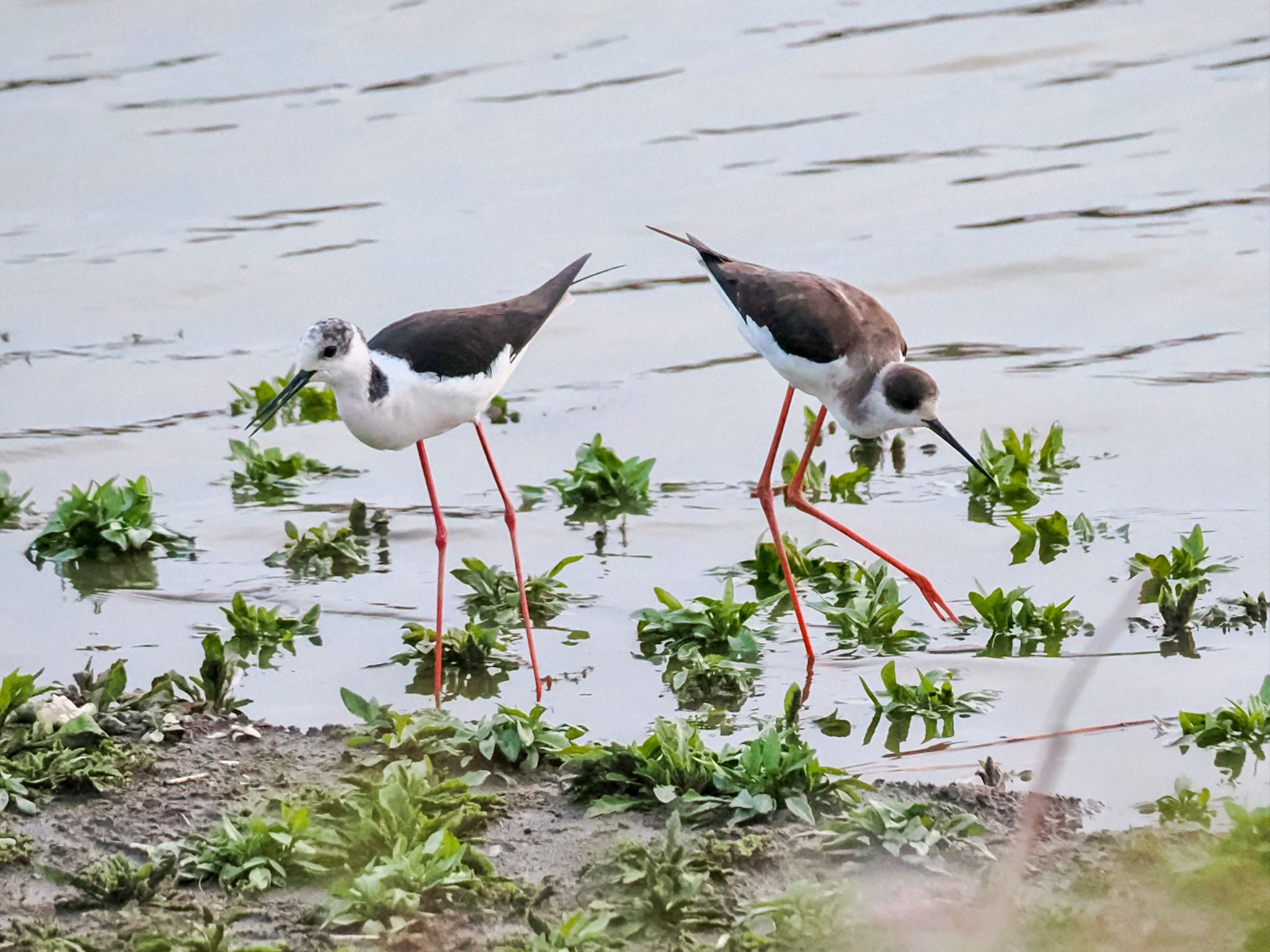 Black-winged Stilt