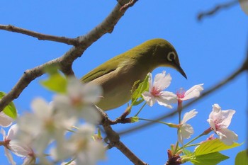 Warbling White-eye 花見川 Sun, 4/14/2024