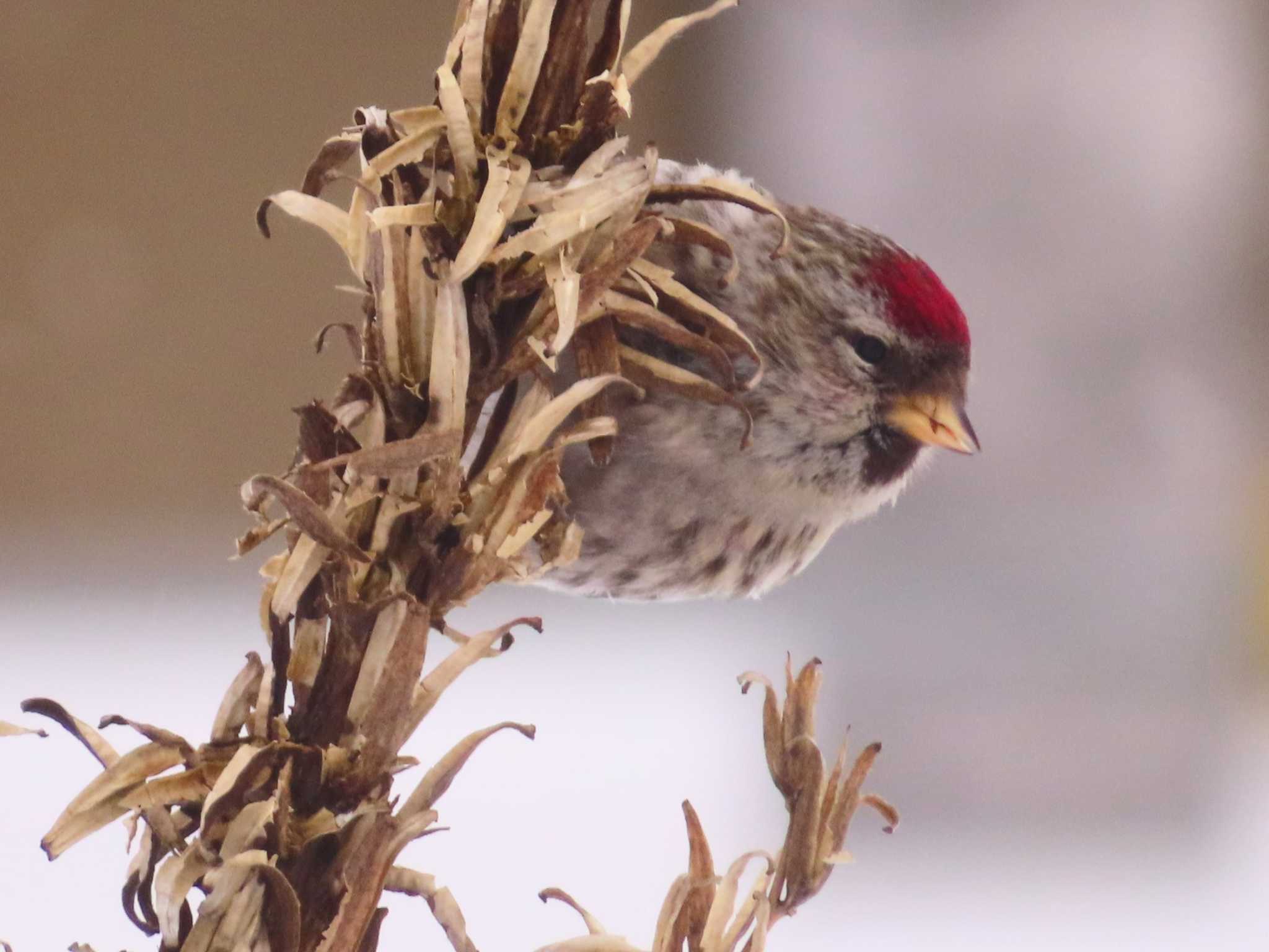 Photo of Common Redpoll at Makomanai Park by ゆ