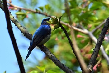 Blue-and-white Flycatcher 神奈川県　日向 Mon, 4/15/2024