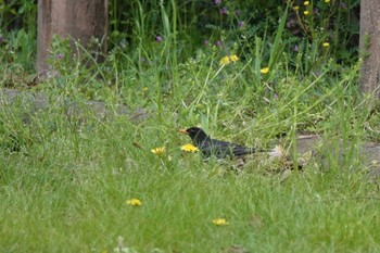 クロツグミ 庄内緑地公園 2024年4月13日(土)