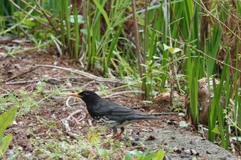 クロツグミ 庄内緑地公園 2024年4月13日(土)