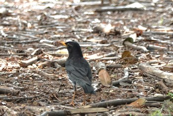 Japanese Thrush 庄内緑地公園 Sat, 4/13/2024