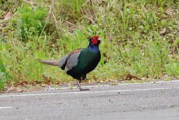 Green Pheasant 愛知県 Fri, 4/12/2024