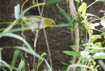 Warbling White-eye 横浜市公園 Sun, 4/14/2024