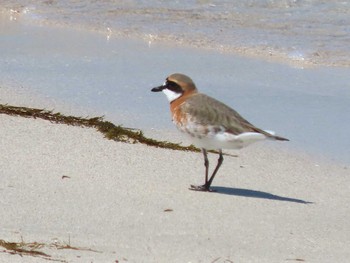 Sat, 4/13/2024 Birding report at 角島(山口県)