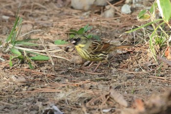 Masked Bunting 北海道 函館市 東山 Mon, 4/15/2024