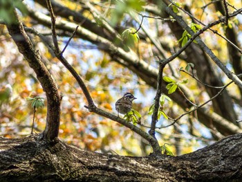 Meadow Bunting 高崎自然の森 Sun, 4/14/2024