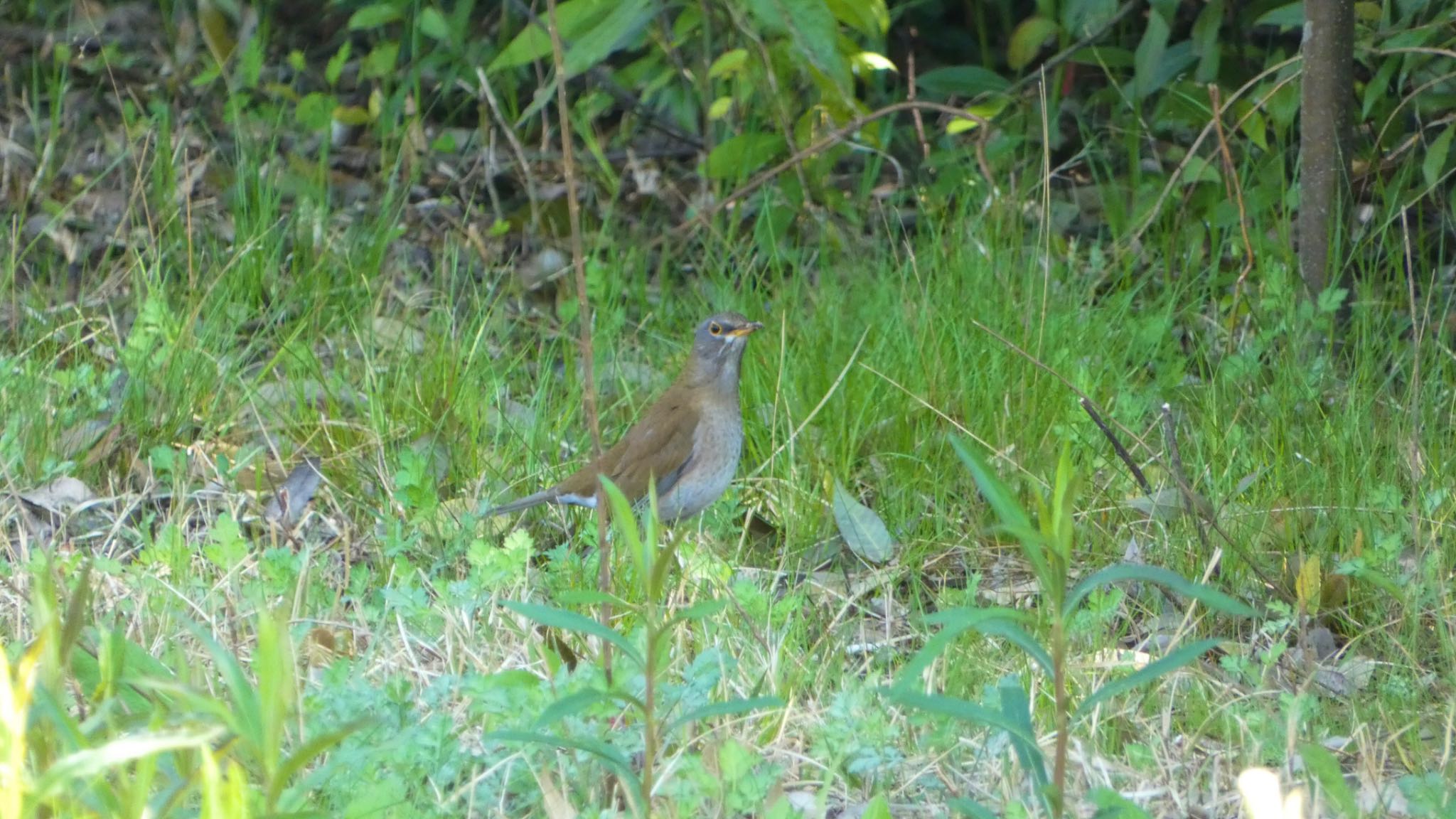 Pale Thrush