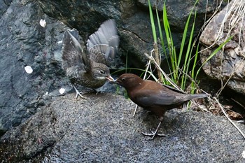 カワガラス 養老公園 2024年4月15日(月)