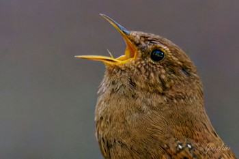 Eurasian Wren 日向渓谷 Sun, 4/14/2024