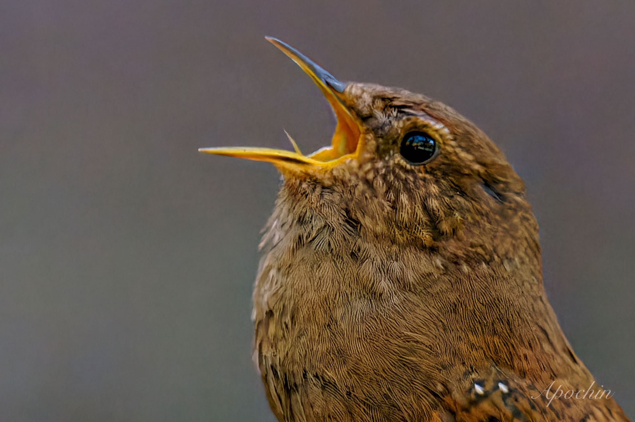 Eurasian Wren