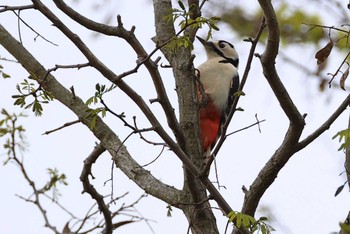 Great Spotted Woodpecker 愛知県 Fri, 4/12/2024