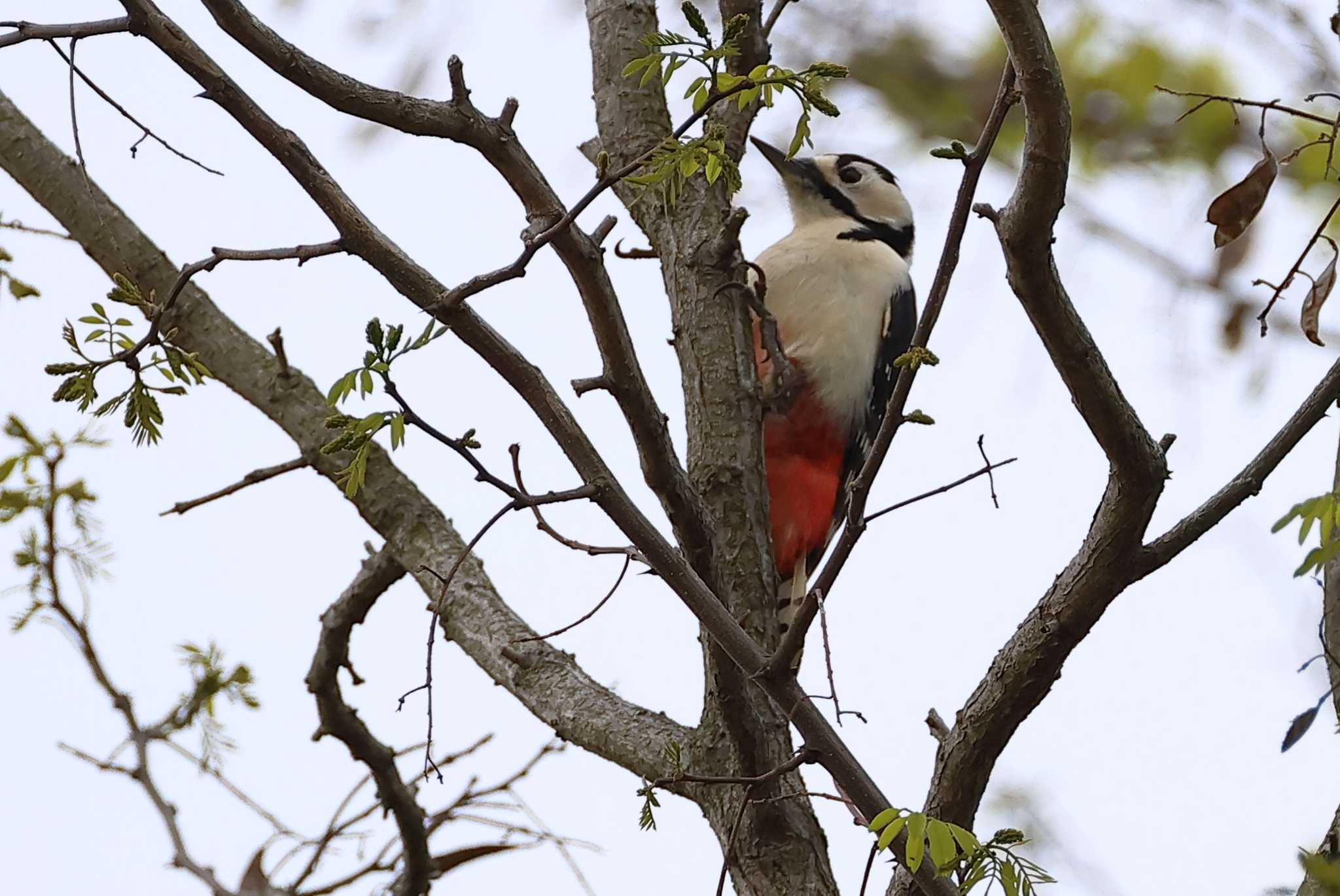 Photo of Great Spotted Woodpecker at 愛知県 by ma-★kun