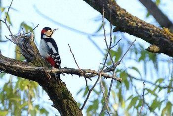 Great Spotted Woodpecker 愛知県 Wed, 4/10/2024