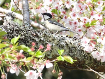 シジュウカラ 亀山湖 2024年4月14日(日)