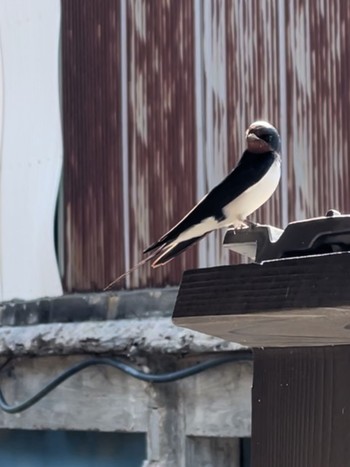 Barn Swallow ツバメハイツ下 Mon, 4/15/2024