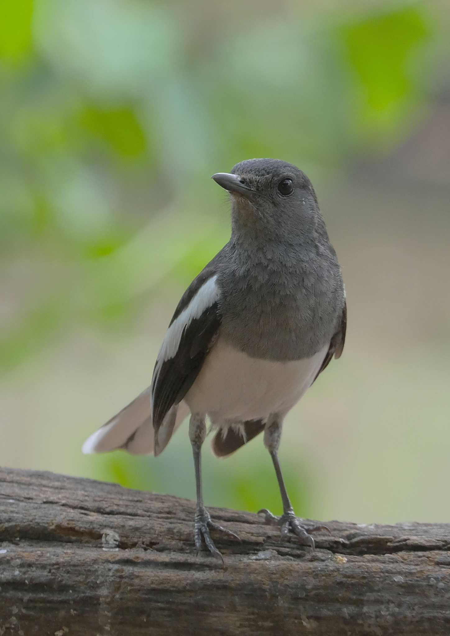 Oriental Magpie-Robin