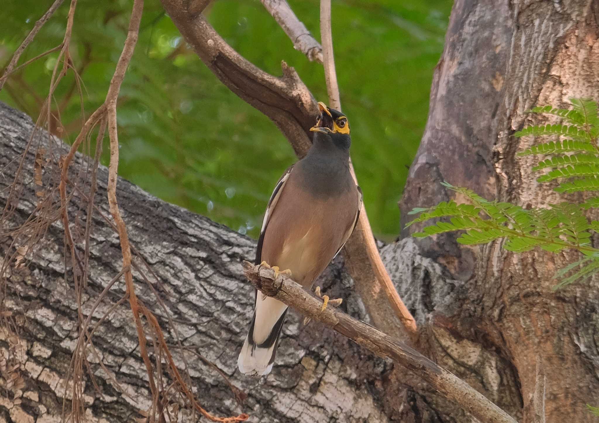 Common Myna