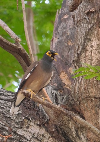 Common Myna Wachirabenchathat Park(Suan Rot Fai) Fri, 4/12/2024