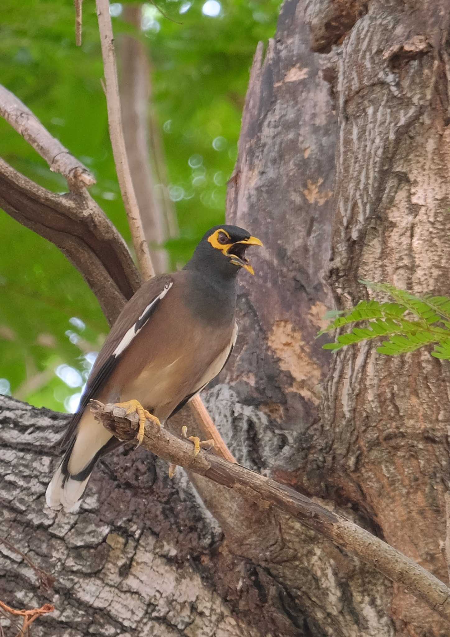 Common Myna