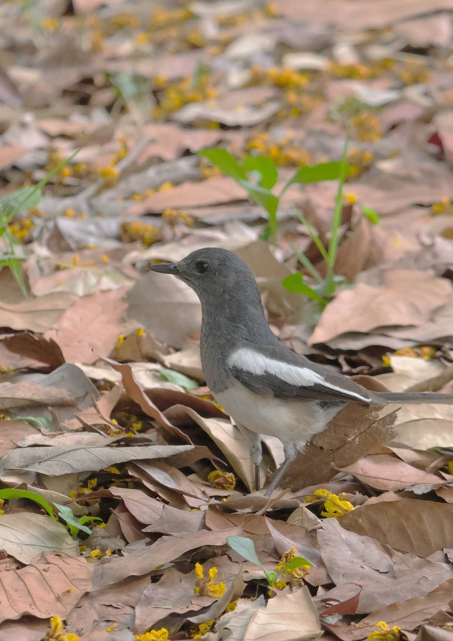 Oriental Magpie-Robin