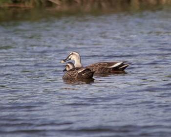 Eastern Spot-billed Duck 多摩川二ヶ領上河原堰 Sat, 4/13/2024