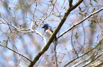 Blue-and-white Flycatcher 富士市 Mon, 4/15/2024