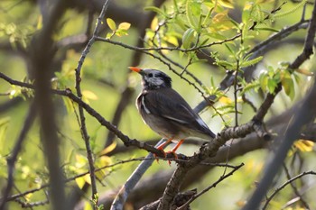 White-cheeked Starling Mizumoto Park Sun, 4/14/2024