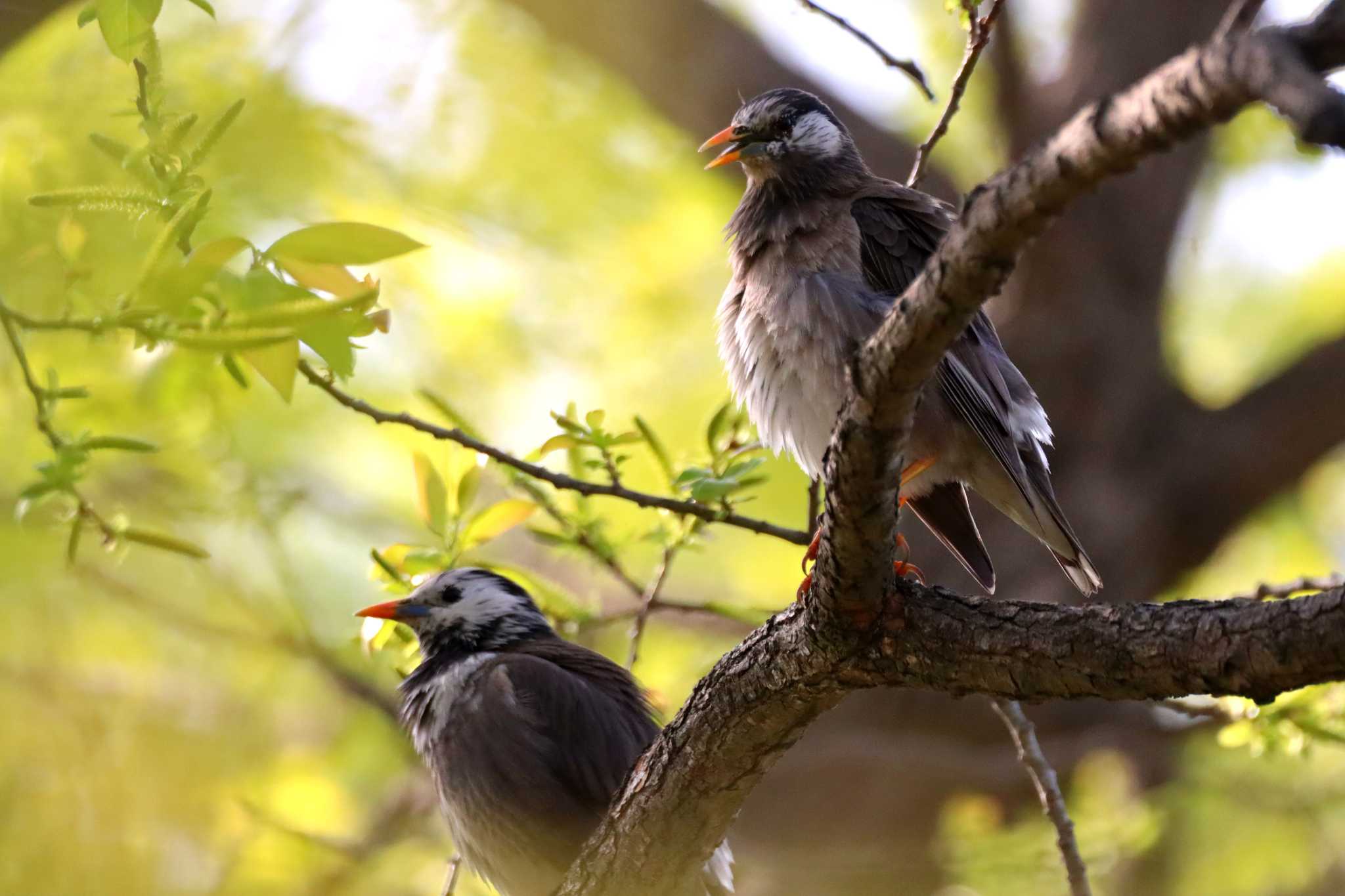 White-cheeked Starling