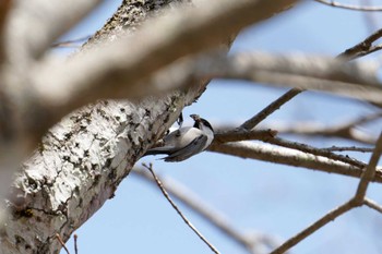 Willow Tit Yanagisawa Pass Sun, 4/14/2024