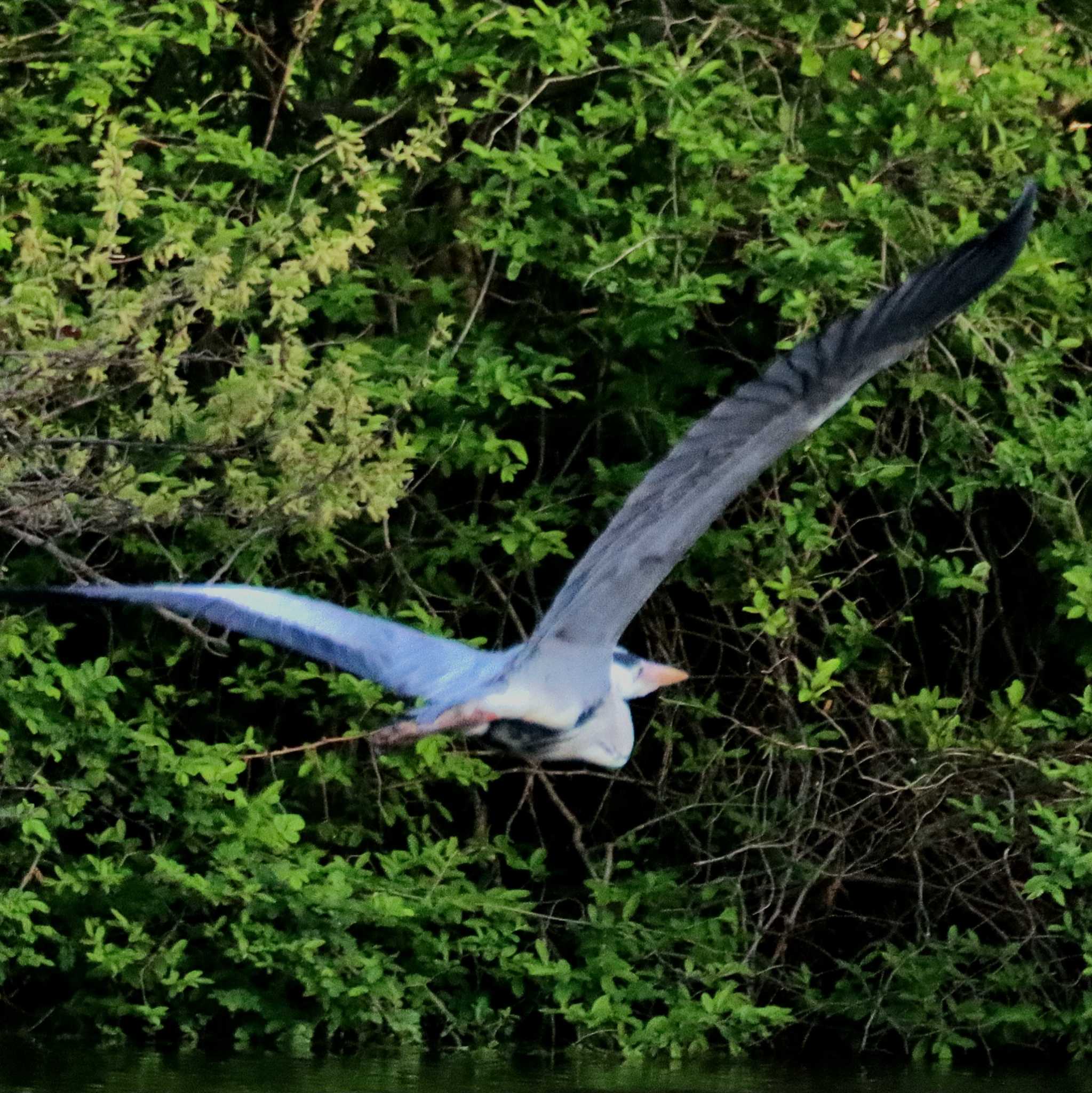 Photo of Grey Heron at Mizumoto Park by Kudo0927