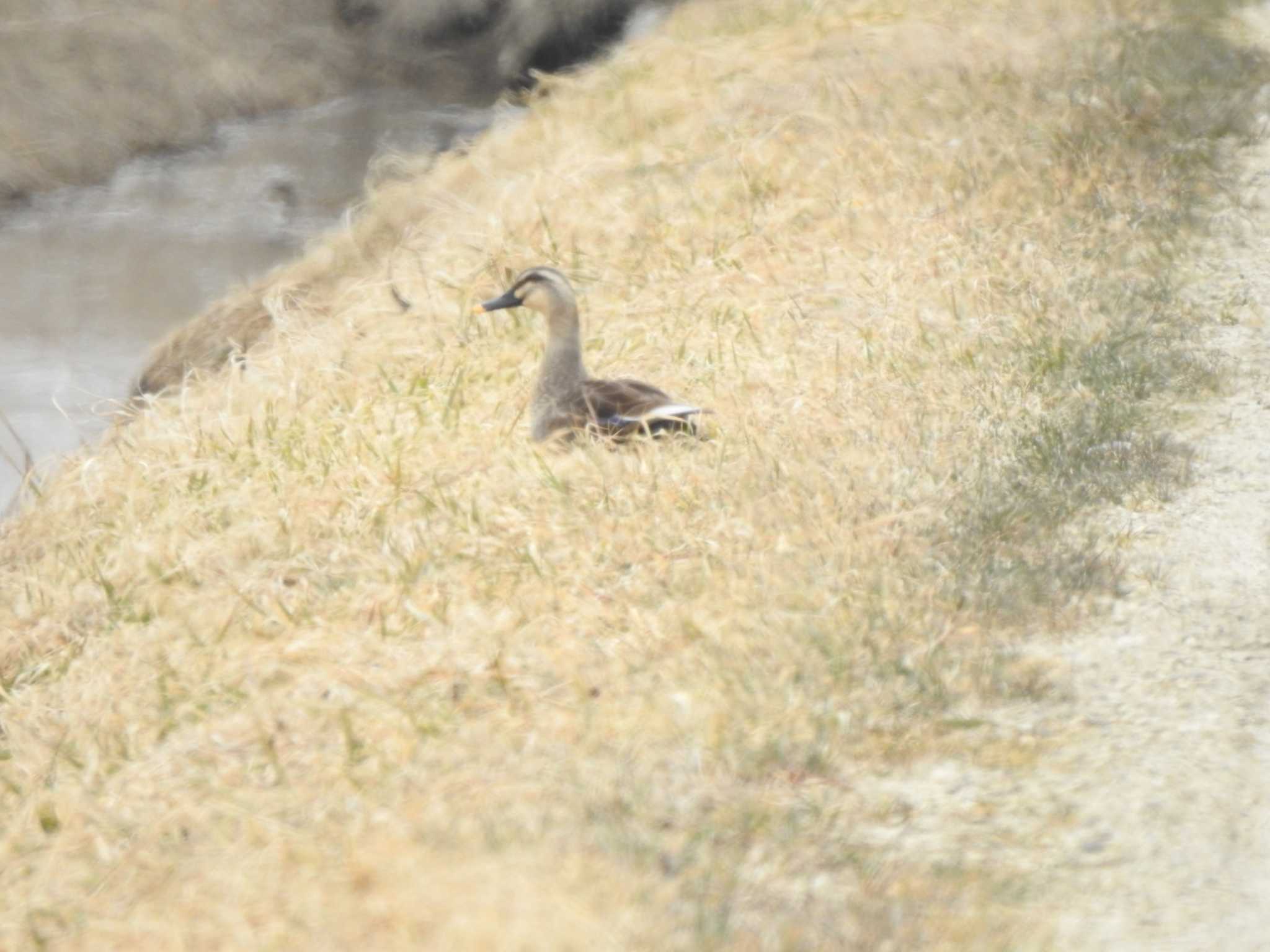 Eastern Spot-billed Duck