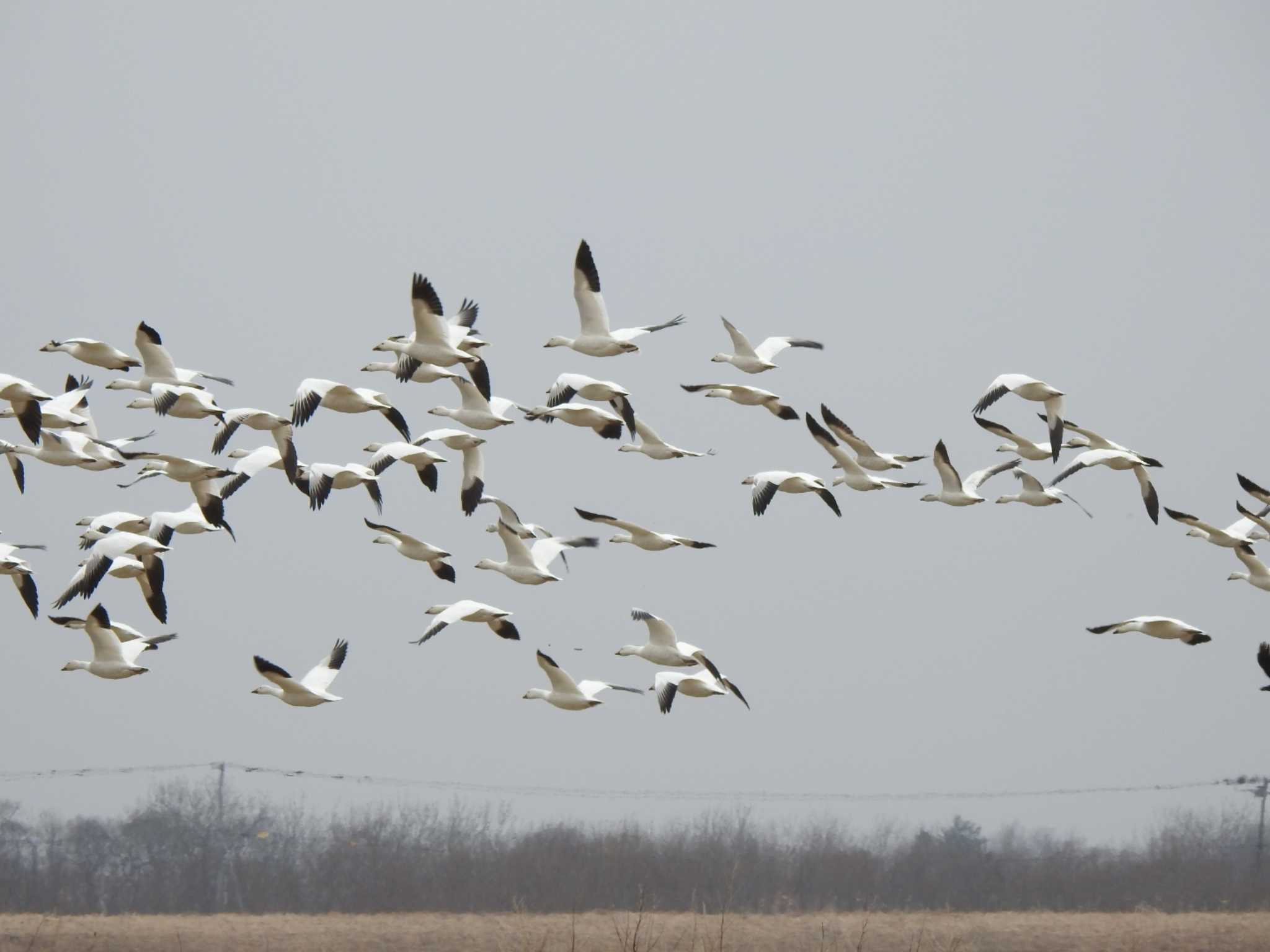 Snow Goose