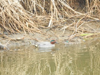 Eurasian Teal 浦幌町 豊北 Mon, 4/8/2024