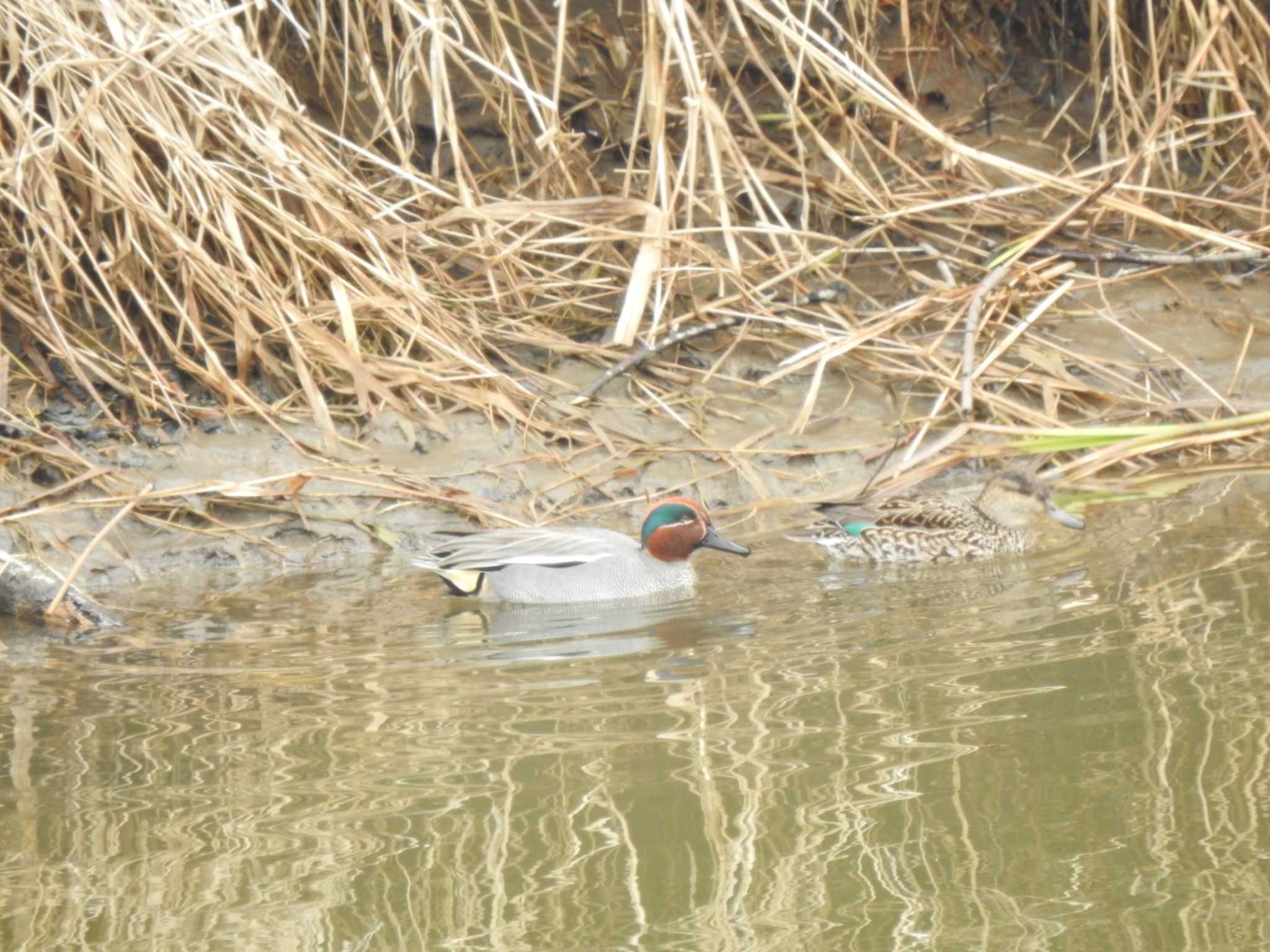 浦幌町 豊北 コガモの写真 by ノビタキ王国の住民 