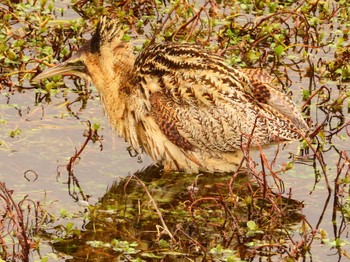 サンカノゴイ 伊庭内湖 2024年3月22日(金)