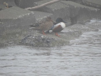 ハシビロガモ 大津漁港(中津郡豊頃町) 2024年4月8日(月)