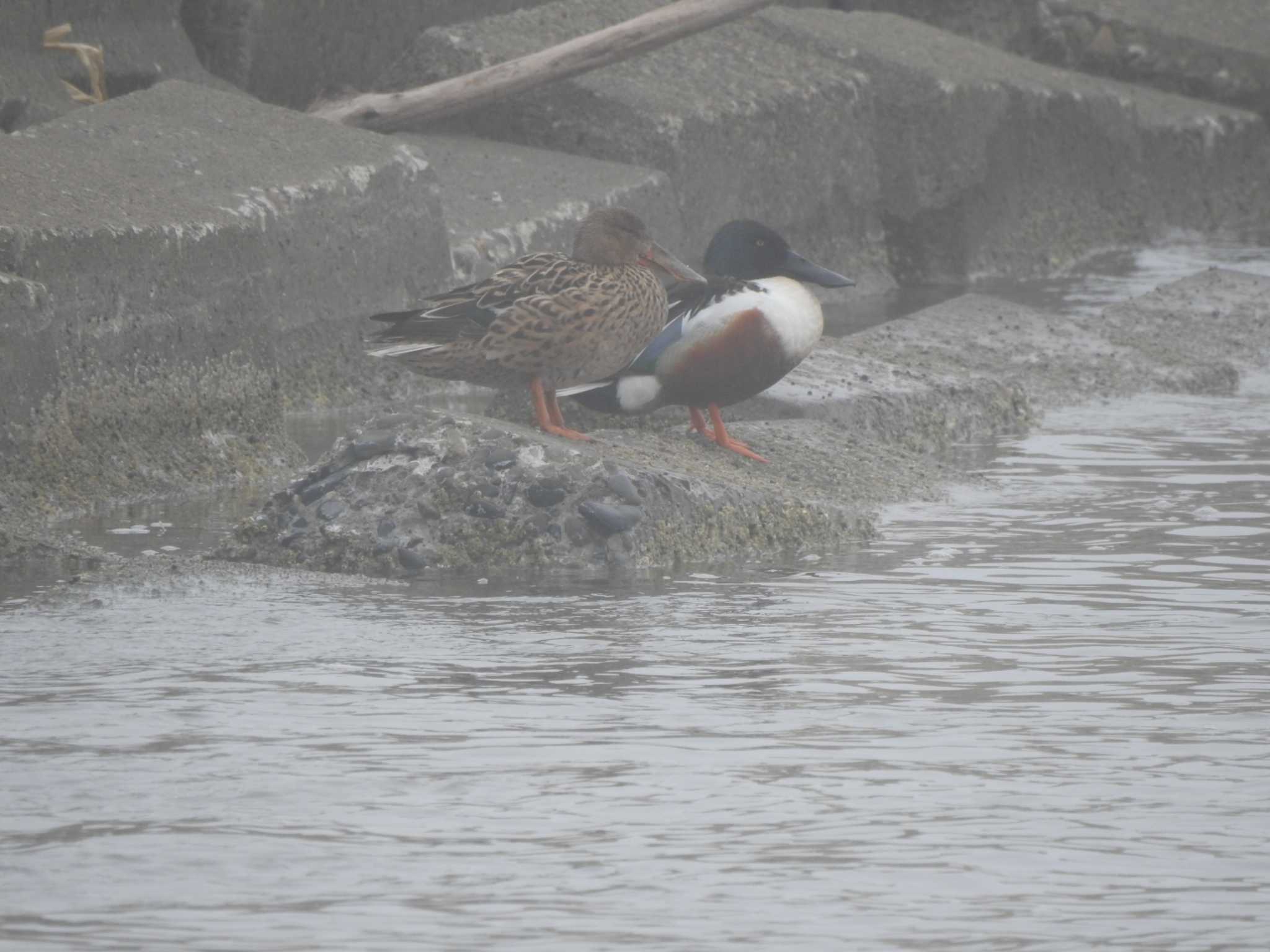 Northern Shoveler