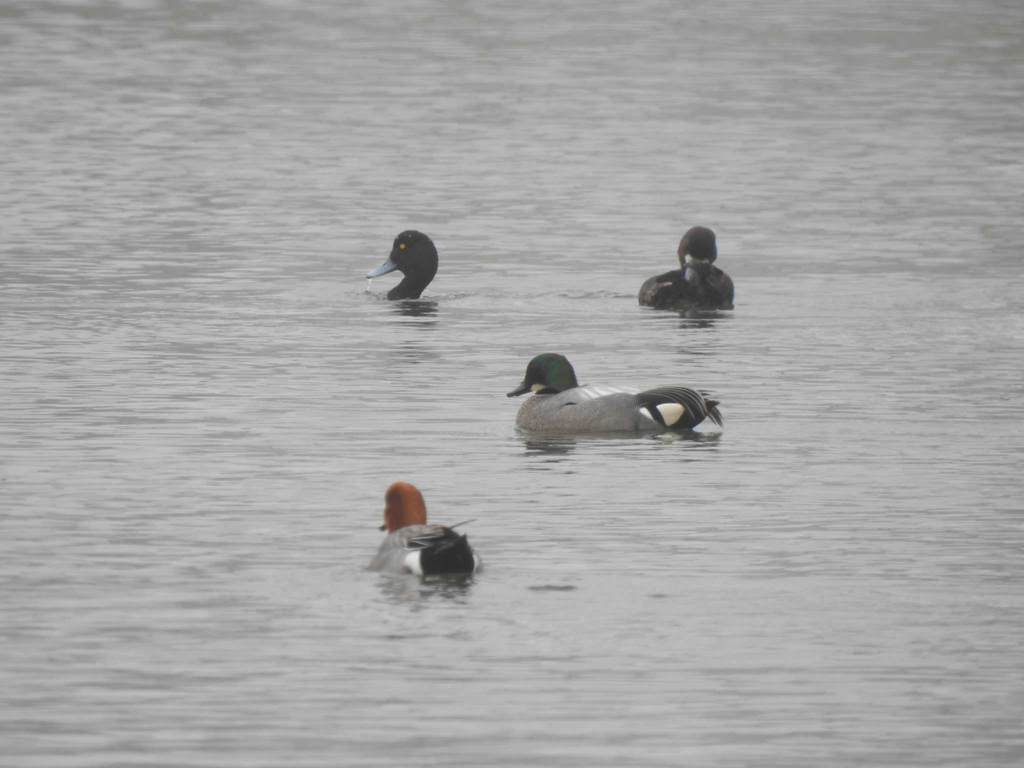 Falcated Duck