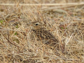 Eurasian Skylark 大津漁港(中津郡豊頃町) Mon, 4/8/2024