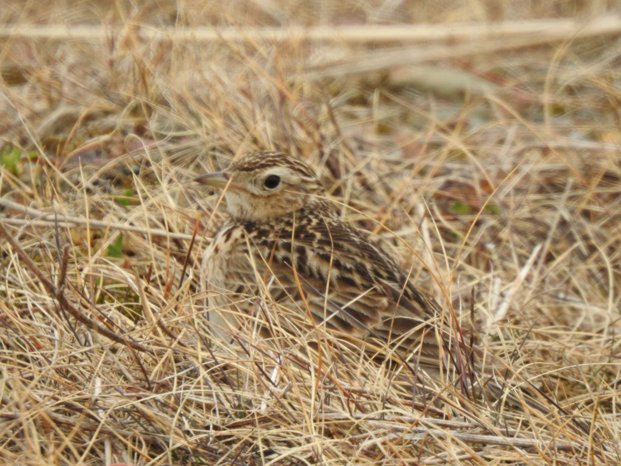 Eurasian Skylark