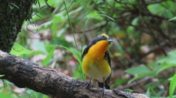 Narcissus Flycatcher 鶴舞公園(名古屋) Mon, 4/15/2024