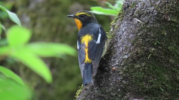 Narcissus Flycatcher 鶴舞公園(名古屋) Mon, 4/15/2024