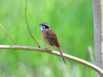 Meadow Bunting Akigase Park Mon, 4/15/2024