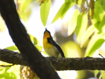 Narcissus Flycatcher Akigase Park Mon, 4/15/2024